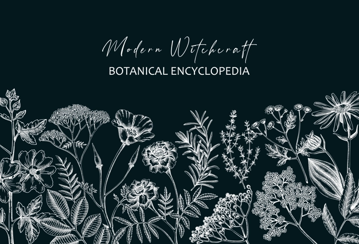 Apothecary plant banner design on chalkboard. Witchcraft background. Herbal remedies, medicinal plants, witch herbs hand-drawn vector illustration. Vinatge card template. NOT AI genereted